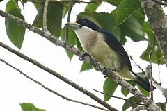 White-mantled Barbet